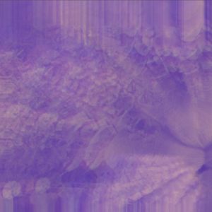 Analog Tara's Synthetic Fields album cover is a swirl of lavender and multicolor patterns radiating from the bottom right corner against a purple background. The art is abstracted from a close-up photograph of a flower.